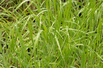 Green grass background