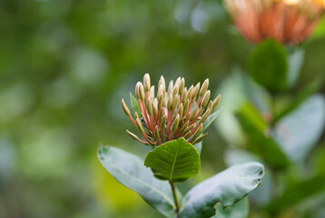 Closeup Ixoria buds surrounded by green leaves. Natural light.