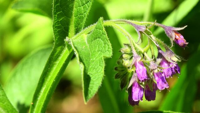 Comfrey, medicinal herb with flower in a German monastery herb garden