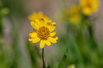 Close view of yellow Arnica(Arnica lanceolata) herb blossom
