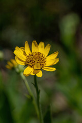 Close view of yellow Arnica(Arnica lanceolata) herb blossom