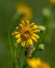 Close view of yellow Arnica(Arnica lanceolata) herb blossom