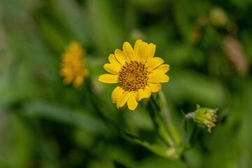 Close view of yellow Arnica(Arnica lanceolata) herb blossom