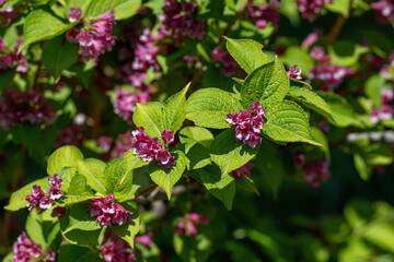 Japanese weigela (Weigela hortensis) flowers in full bloom