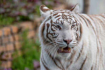 Siberian tiger (Panthera tigris) also known as the Amur Tiger