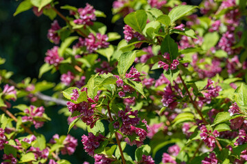 Japanese weigela (Weigela hortensis) flowers in full bloom