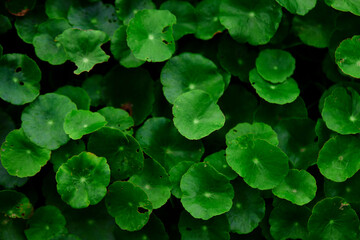 Close-up of Green water pennywort	leaf