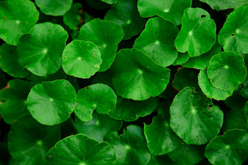 Close-up of Green water pennywort	leaf