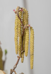 Catkins (buds) on a white birch tree in early spring