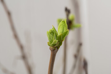 Lilac buds on natural background macro. first young spring green leaves on branch. blooming tree bud close up in early spring. Green sprout. Beginning of spring. First green blossom on tree Springtime