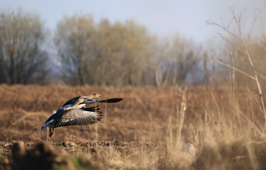 migratory geese flock in the spring in the field