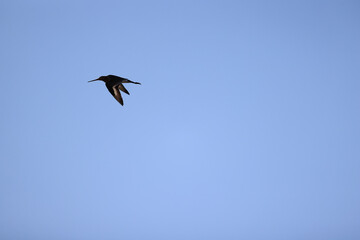 sandpiper in flight wildlife bird in the sky