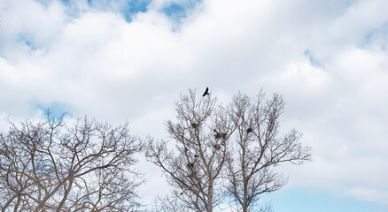 Spring landscape. Silhouettes of trees, nests, rook birds against background of cloudy sky.