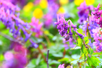 Cor&yacute;dalis flower ornamental, wallpaper spring, ecology