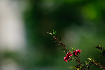 ギョリュウバイ