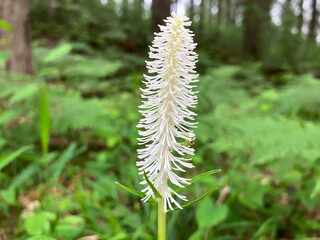 Chionographis japonica, little white flowers in the forest, close-up 4