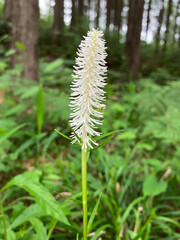 Chionographis japonica, little white flowers in the forest, close-up 3