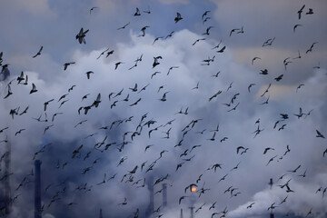 birds a lot of smoke air pollution plant nature ecology