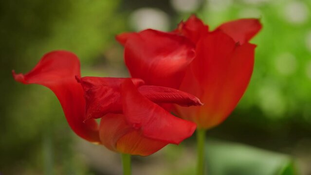 Red tulips blossoming in the garden in slow motion