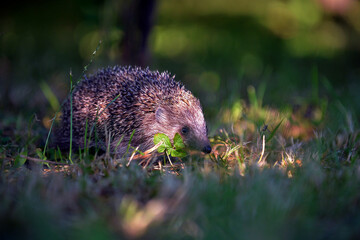 Hedgehog walks through the woods and green grass in a forest.