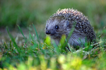 Hedgehog walks through the woods and green grass in a forest.