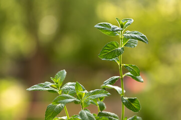 Fototapeta na wymiar mint bush on a natural green background
