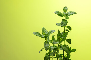 mint leaves on a green background, water drops on a leaf, space for text © mira_y