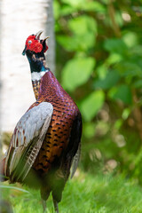 Close up of a common pheasant (phasianus colchicus) crowing