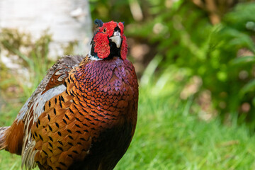 Close up of a common pheasant (phasianus colchicus) in the woods