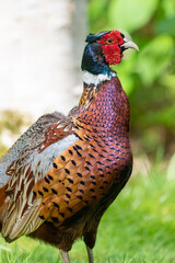 Close up of a common pheasant (phasianus colchicus) in the woods
