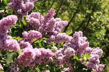 Spring flowering lilac in the park. Fully blooming shrub, pink beautiful flowers