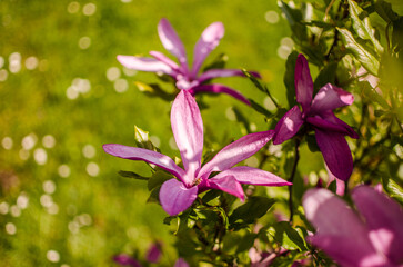 Adorable large magnolia flowers bloom
