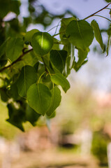 Abstraction growing green leaves on a light background outdoors