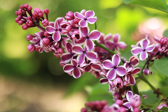 Syringa vulgaris "Sensation". A close photo of vibrant purplish red flowers with a white edge