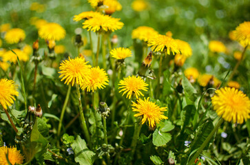Delicate and light dandelion flowers outdoors