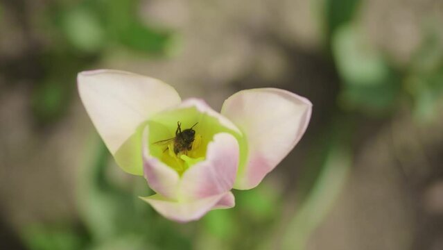 A bee collecting pollen in slow motion inside a tulip on wind in the garden