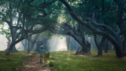 misty morning in the forest