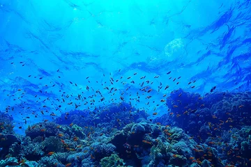 Zelfklevend Fotobehang coral reef background, underwater marine life ecosystem ocean sea © kichigin19