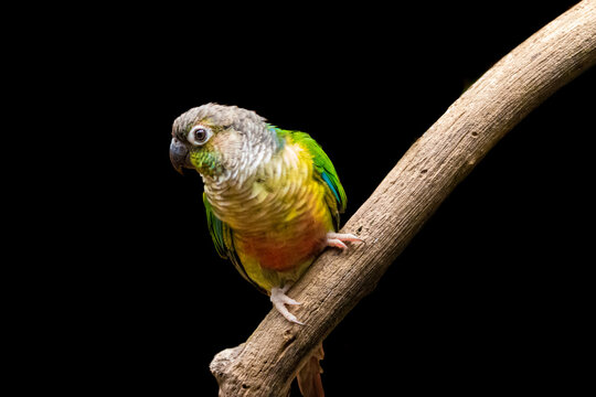 green parakeet sitting on a branch against a black background