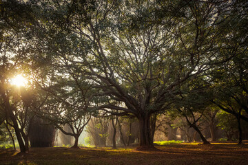 sunrise in the park