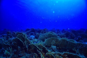 underwater landscape in the sea on a coral reef background