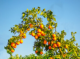 Close up of ripe oranges on branch