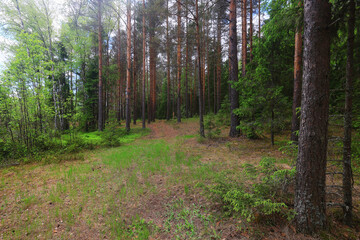 sunny summer day in green park, beautiful landscape trees background