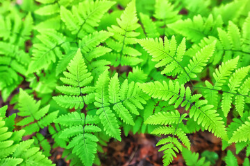 green petals leaves abstract background spring nature