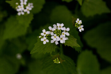 Small white flowers surrounded by large green leaves, nature of Holland, close-up