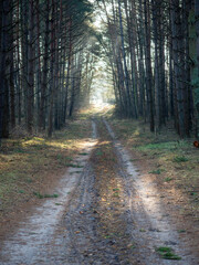 Obraz premium Sandy road in the forest among green trees, Poland