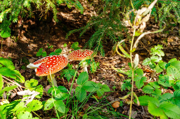 two fly agarics in the forest hidden by herbs and spruce branches