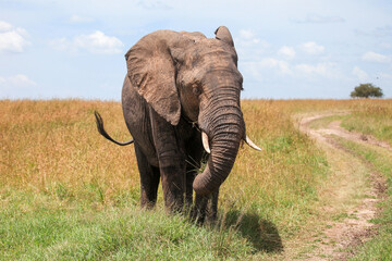 Naklejka na ściany i meble African bush elephant