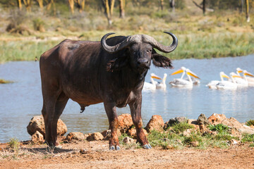 African buffalo
