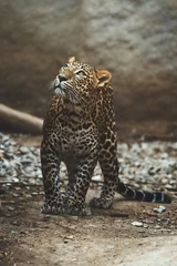 Foto op Plexiglas Ceylon luipaard (Panthera pardus kotiya) portret detail © Sangur
